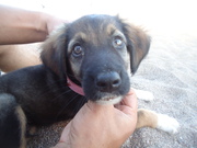 honden foto van lisa