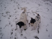 honden foto van suzanne