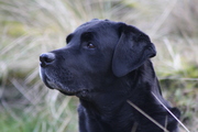 honden foto van Strowi