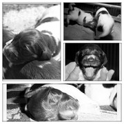 honden foto van Patty