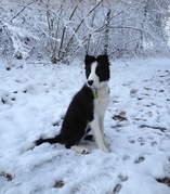 honden foto van Maikel
