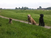 honden foto honden foto van Annie