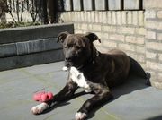 honden foto van Djena