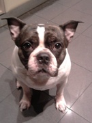 honden foto van Ricardo