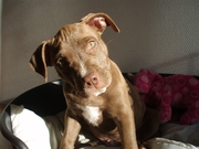 honden foto van Esther