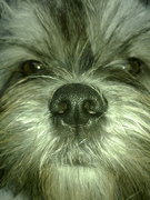 honden foto van Renate en Toto