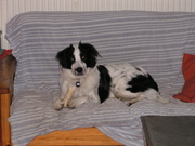 honden foto honden foto van Wendy