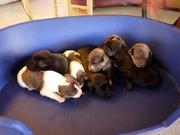 honden foto van ilde 