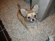 honden foto van Melissa