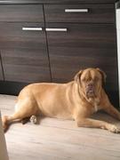 honden foto van linda