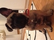 honden foto van Zulfia