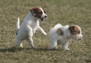 honden foto van annemarie hoogendijk