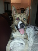 honden foto van Roos