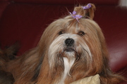 honden foto van Klaas Hoogstra