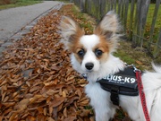 honden foto honden foto van Tania