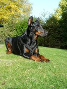 honden foto van Rena
