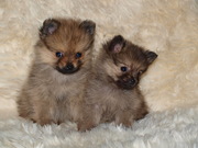 honden foto van sandra