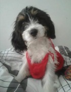 honden foto van nathalie