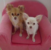 honden foto van HeerlijkHondenLeven