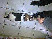 honden foto van Leon