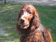 honden foto van Petra