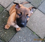 honden foto van Marcel