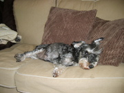 honden foto honden foto van voorjans