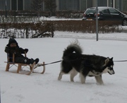 honden foto van Taco