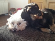 honden foto van Brenda