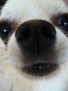 honden foto van Maichel