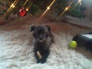 honden foto van Esther