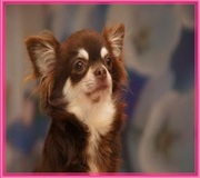 honden foto honden foto van loulou