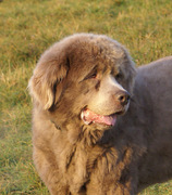 honden foto honden foto van corine