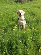 honden foto van Glenn