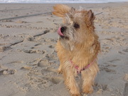 honden foto van Carmen & Lady