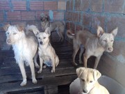 honden foto van lizzy