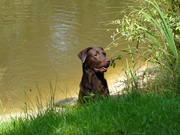 honden foto van Claudia Beckers