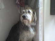 honden foto van Anne-Marie