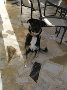 honden foto van jacq