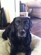 honden foto honden foto van Britt