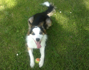 honden foto van Duane&Storm