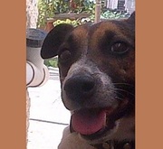 honden foto van Mitzos