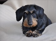 honden foto van Teckelgrootje