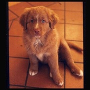 honden foto van Lara