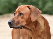 honden foto van Monique