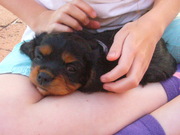 honden foto van SeppeMushuBolt