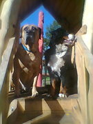 honden foto van yuma