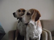 honden foto honden foto van Danielle
