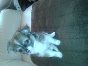 honden foto van michelle&balou