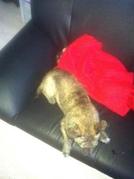 honden foto van Priscilla